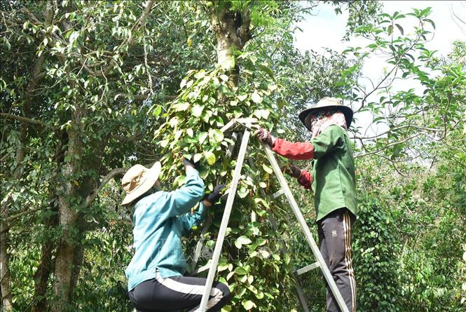 Đắk Nông: Cảnh báo tai nạn thương tích khi người dân thu hoạch hồ tiêu