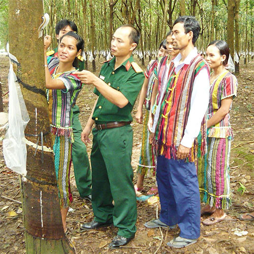 Cán bộ Trung đoàn 717 (binhđoàn 16) hướng dẫn đồng bào S’tiêng kỹ thuật cạo mủ cao su. Nguồn: baobinhphuoc.com.vn