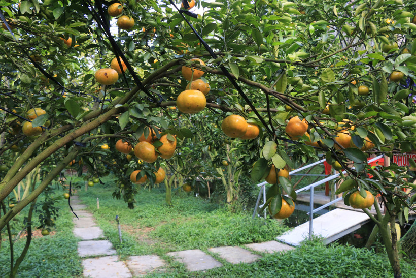 Vùng quýt hồng Lai Vung rộn ràng đón khách