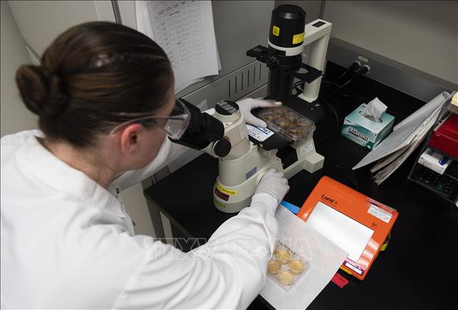 Nghiên cứu vaccine phòng COVID-19 tại phòng thí nghiệm ở Gaithersburg, Maryland, Mỹ. Ảnh: AFP/TTXVN
