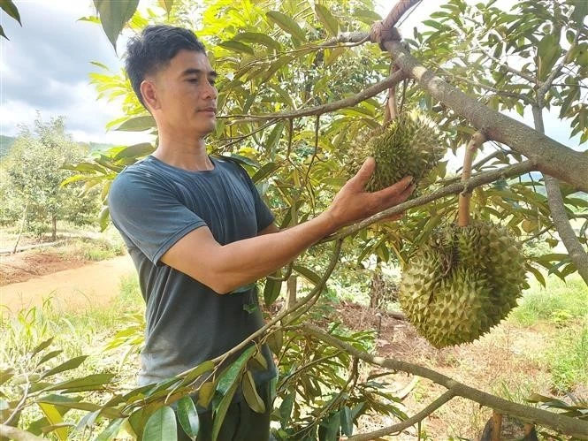 Gia Lai tập trung mở rộng sản xuất nông nghiệp hữu cơ