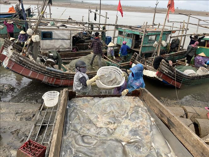 Vận chuyển sứa tại cảng cá Hoằng Trường, huyện Hoằng Hóa. Ảnh: Khiếu Tư-TTXVN