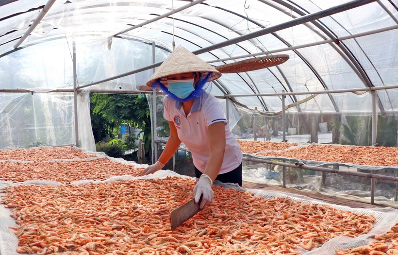 Sản phẩm tôm khô Cà Mau được phơi theo kiểu truyền thống là “1 sương 2 nắng” (phơi 2 ngày và 1 đêm) để tôm khô giữ được độ tươi ngon. Ảnh: Huỳnh Anh - TTXVN