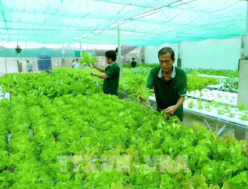 Diễn đàn Phát triển kinh tế tuần hoàn, kinh tế xanh trong các hợp tác xã nông nghiệp