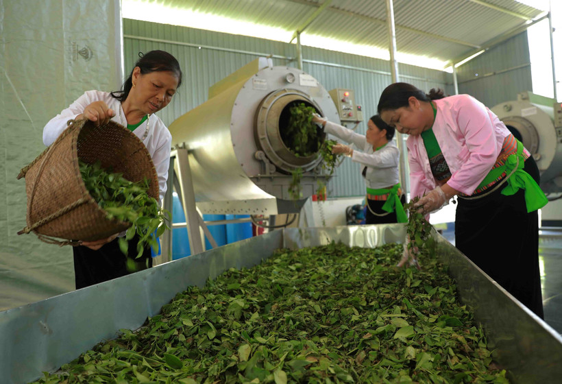 Sản xuất chè xanh đạt tiêu chuẩn OCOP 4 sao ở Hợp tác xã chè an toàn xã Long Cốc, huyện Tân Sơn (Phú Thọ). Ảnh: Vũ Sinh - TTXVN