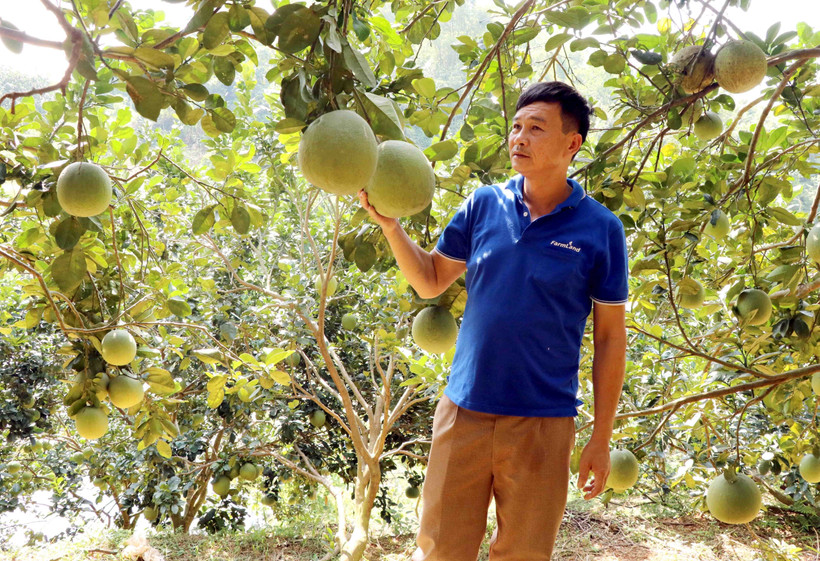 Gương Nông dân Việt Nam xuất sắc: Bệnh tật không quật ngã ý chí