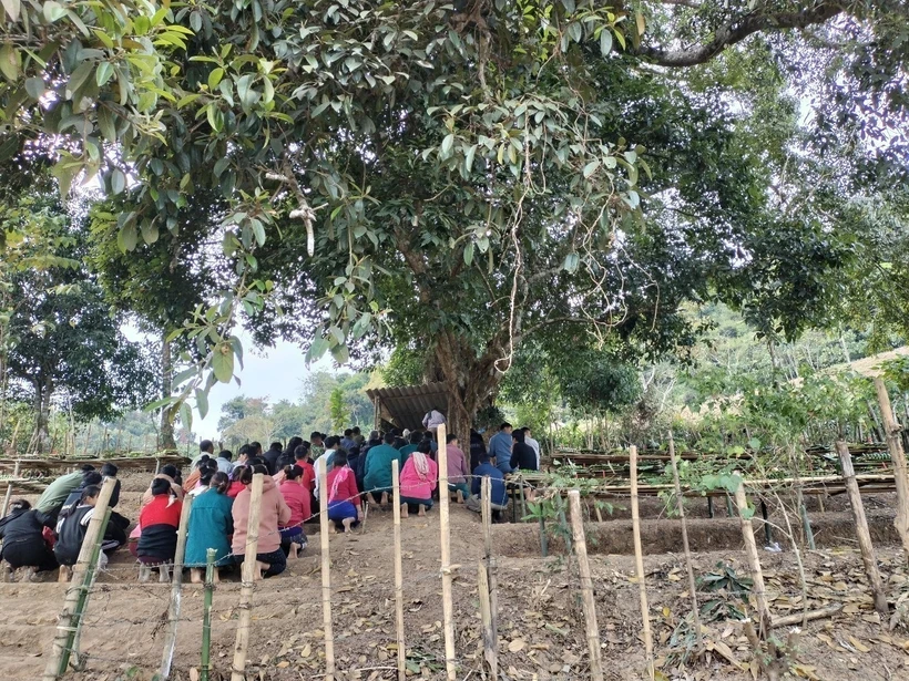 Không gian Lễ cúng bản của cộng đồng dân tộc Lào diễn ra dưới tán cây to nhiều năm tuổi, được cộng đồng cho là cây thiêng, giữ hồn bản, hồn mường. Ảnh: TTXVN phát