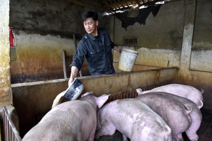 Nhiều tuần qua giá bán lợn thịt tại Thanh Hóa liên tục giảm. Ảnh: Nguyễn Nam - TTXVN