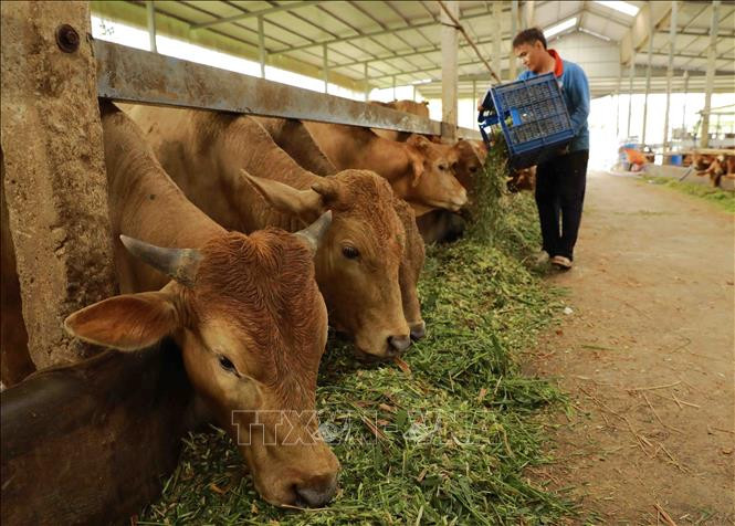 Tiếp tục đổi mới, phát triển và nâng cao hiệu quả kinh tế tập thể trong giai đoạn mới