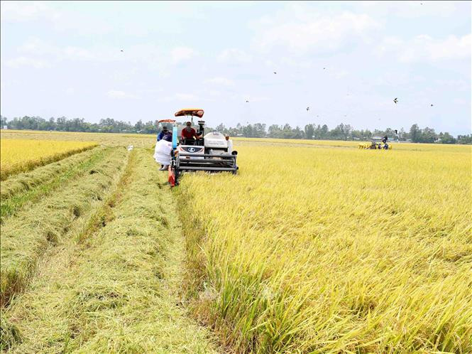 Đến 2030, hình thành một triệu héc-ta vùng chuyên canh lúa chất lượng cao, phát thải thấp