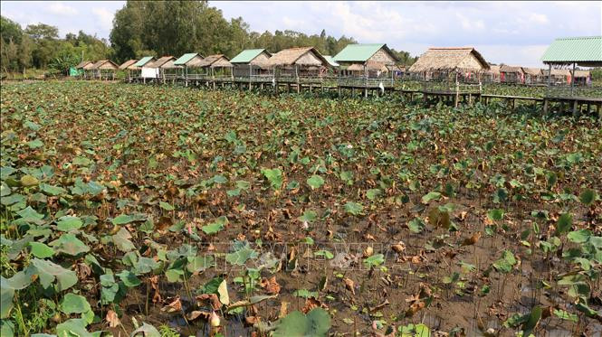 Nông dân trồng sen Đồng Tháp lo lắng vì bệnh thối ngó, cháy lá