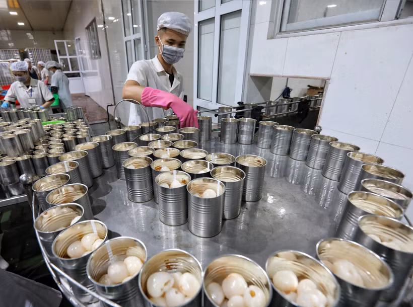 Dây chuyền đóng hộp vải thiều xuất khẩu tại Công ty CP XNK thực phẩm Toàn Cầu. Ảnh: Danh Lam - TTXVN