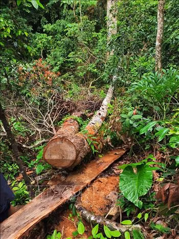 Khởi tố bị can, bắt tạm giam 5 đối tượng trong vụ phá rừng lớn nhất ở Hà Giang