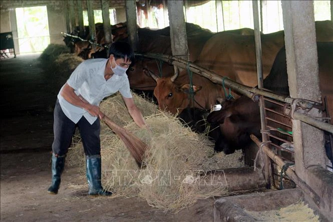 Do thiếu nguồn thức ăn nên trang trại bò của anh Trần Văn Tam, xã La Sơn, huyện Bình Lục đã giảm từ 70 con xuống còn 26 con. Ảnh: Nguyễn Chinh - TTXVN