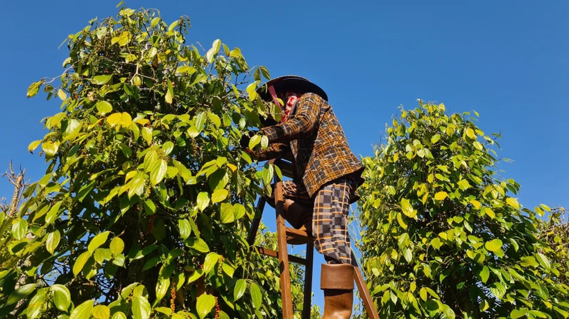 Gia Lai phá thế độc canh cây “vàng đen”