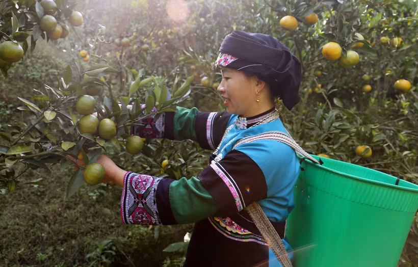 Trái ngọt trên vùng "đất thép" Mường Khương