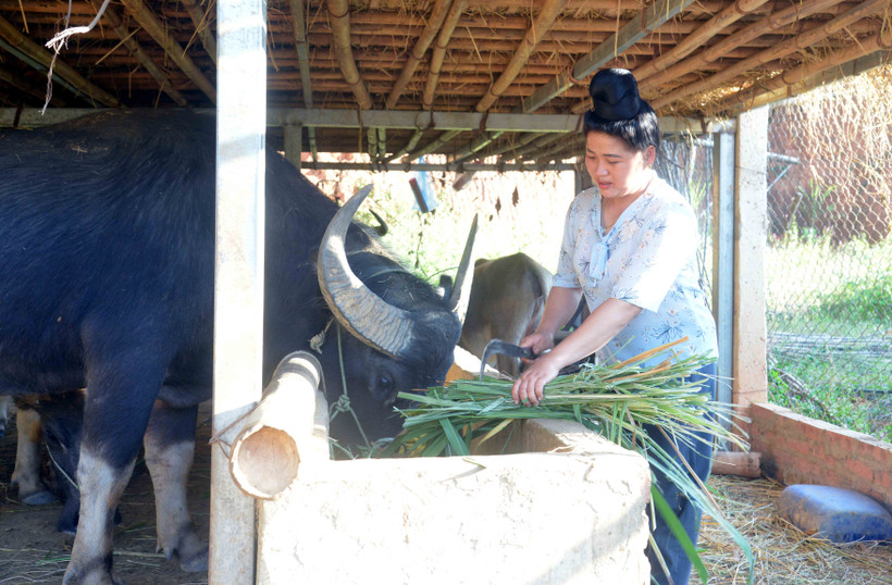 Chị Lò Thị Thẩn, bản Pá Mặt, xã Huổi Một (Sông Mã, Sơn La) là quần chúng ưu tú chuẩn bị được xét kết nạp đảng. Ảnh: Quang Quyết - TTXVN