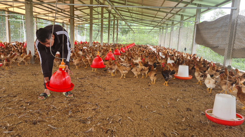 Nguyễn Văn Tú với trang trại gà của mình. Ảnh: Hương Thu - TTXVN