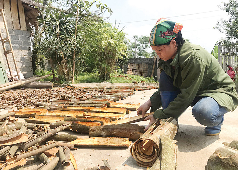 Hướng làm giàu mới của nông dân Phú Thọ