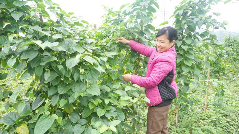 Đưa cây dược liệu đến các xã vùng cao Đà Bắc
