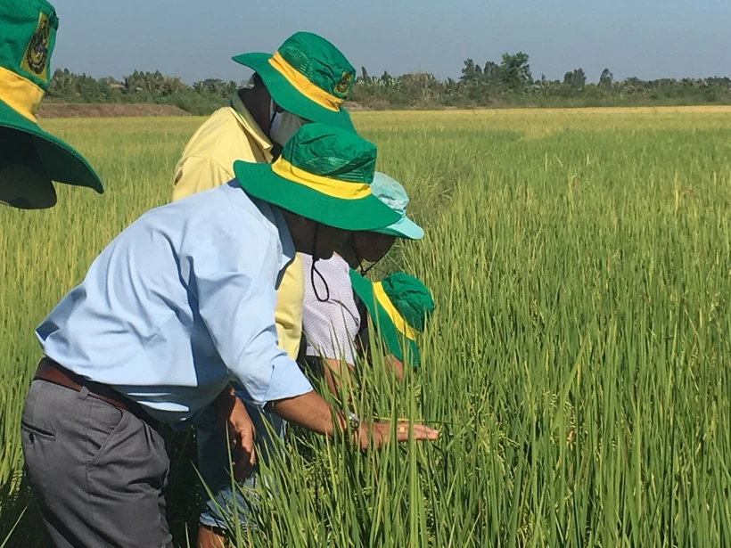Trồng lúa thông minh lãi đến 26 triệu đồng/ha/vụ ở Trà Vinh