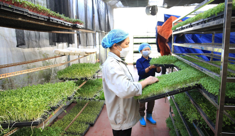 Phát huy thế mạnh kinh tế tập thể (Bài cuối)