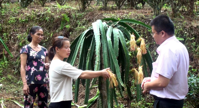 Chị Nguyễn Thị Tình (thứ hai, từ trái sang) tại thôn Làng Chiềng, xã Yên Phú, huyện Hàm Yên (Tuyên Quang) nhờ vốn vay ưu đãi trồng thanh long mang lại hiệu quả kinh tế. Ảnh: TTXVN phát