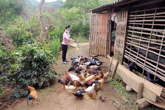 Gia đình chị Lò Thị Bang ở bản Muồng, xã Muổi Nọi (Thuận Châu, Sơn La) phát triển chăn nuôi từ vốn vay của Ngân hàng Chính sách xã hội huyện Thuận Châu. Ảnh: Quang Quyết - TTXVN 