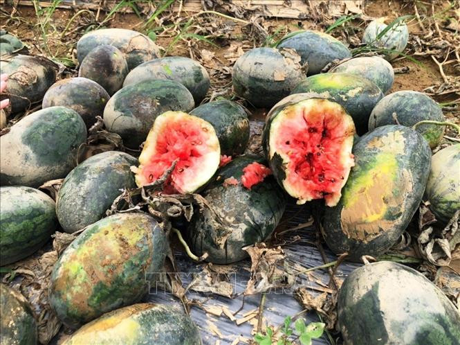 Quảng Ngãi thiệt hại gần 74 tỷ đồng do mưa lũ bất thường