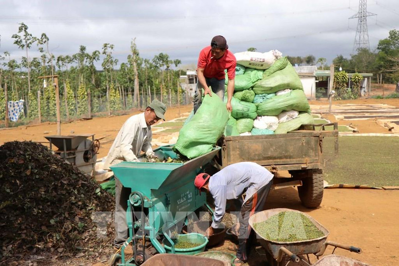 Đắk Nông ứng dụng công nghệ, cung cấp kịp thời thông tin thị trường nông sản