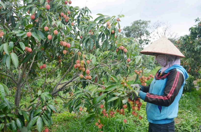 Vải thiều Đắk Lắk chín sớm hơn khoảng một tháng so với vụ thu hoạch vải thiều ở các tỉnh phía Bắc, được thu hoạch vào tháng 4 – tháng 5 hằng năm. Ảnh: Hoài Thu – TTXVN