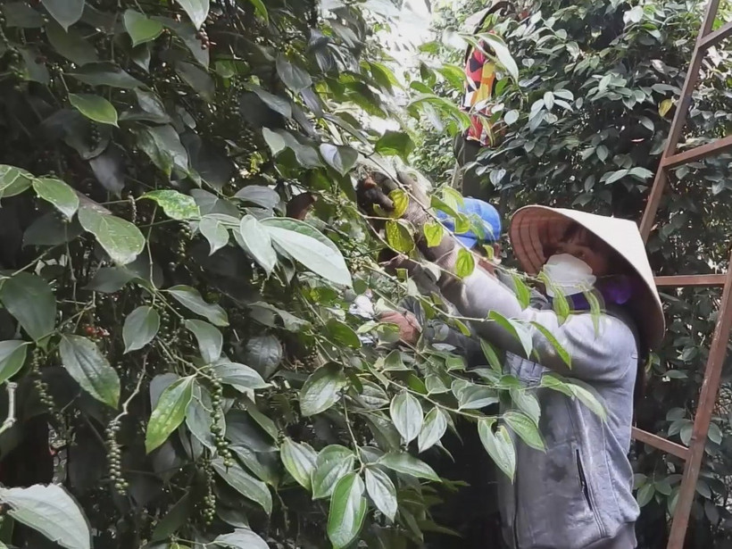 Người dân ở huyện Lộc Ninh thu hoạch hồ tiêu. Ảnh: TTXVN phát