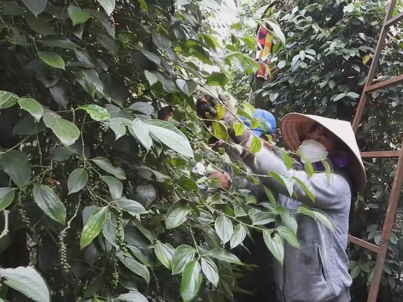 Người dân ở huyện Lộc Ninh thu hoạch hồ tiêu. Ảnh: TTXVN phát