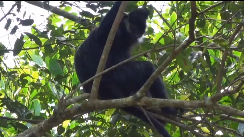 Cá thể Voọc được ghi lại hình ảnh trong Khu bảo tồn thiên nhiên Kim Hỷ. Ảnh: nhandan.vn