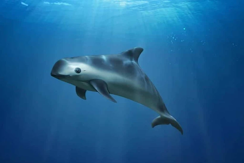 Cảnh báo nguy cơ tuyệt chủng loài cá heo vaquita
