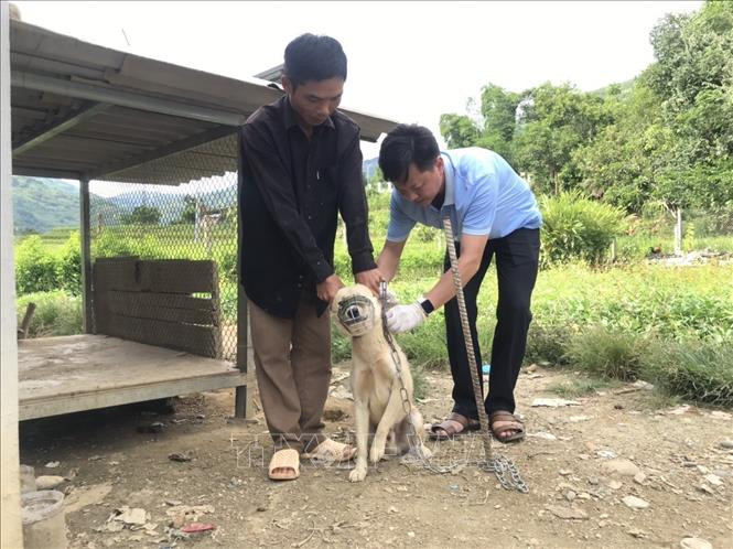 Lai Châu khống chế bùng phát bệnh dại