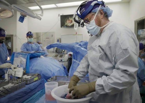 Kỷ lục thận lợn ghép trong cơ thể người hoạt động tốt sau hơn 1 tháng