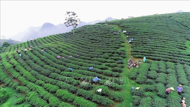 Phú Thọ tạo thương hiệu riêng cho nông sản
