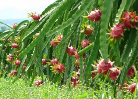 Bình Thuận kết nối doanh nghiệp và hợp tác xã trong chuỗi giá trị thanh long xanh