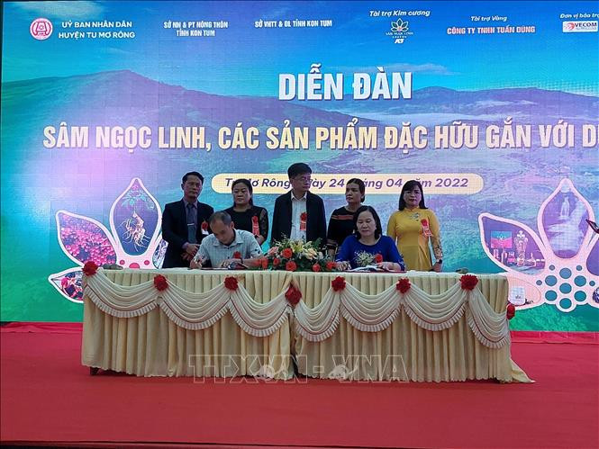Đưa Tu Mơ Rông trở thành vùng trọng điểm phát triển sâm Ngọc Linh của Kon Tum