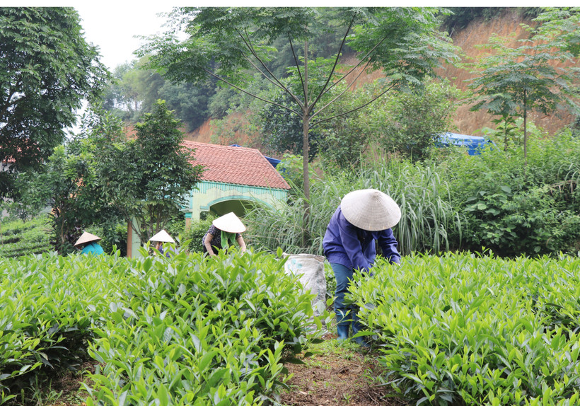 Phú Lương phát huy thế mạnh nông lâm nghiệp