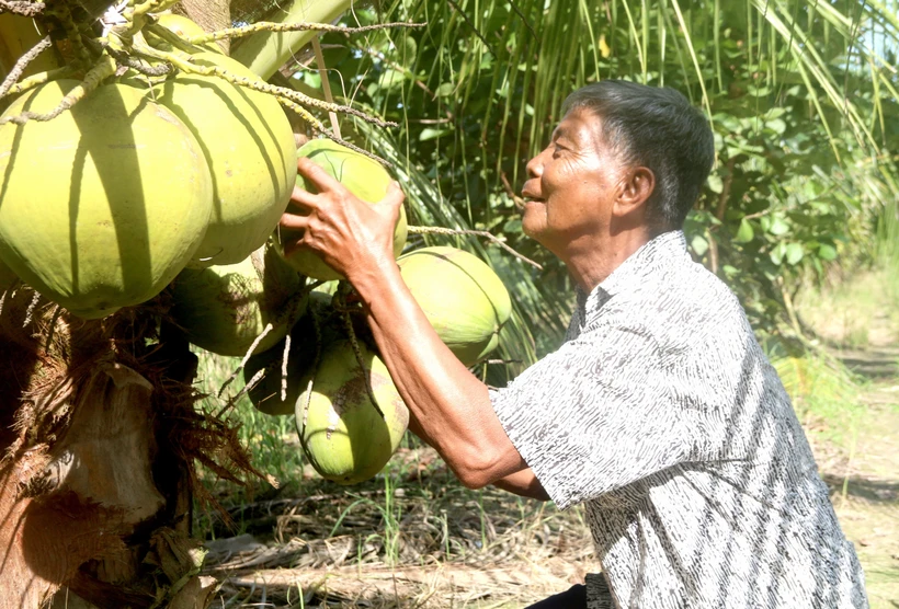 Giữ gìn giống dừa sáp đặc sản Cầu Kè