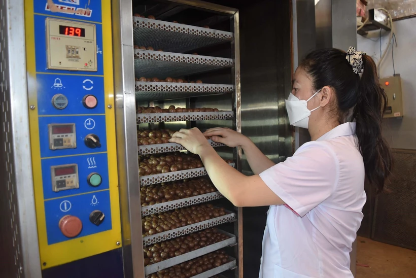 Công đoạn sấy quả macca tại một cơ sở chế biến nông sản ở Đắk Nông. Ảnh: Nguyên Dung - TTXVN
