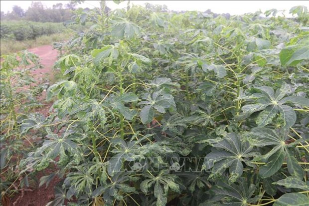 Nguy cơ nhiều diện tích sắn tại Thanh Hoá sẽ mất trắng