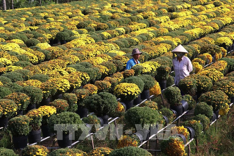 Cúc mâm xôi phục vụ Tết Nguyên đán Tân Sửu ở Làng hoa Sa Đéc. Ảnh: Nguyễn Văn Trí - TTXVN
