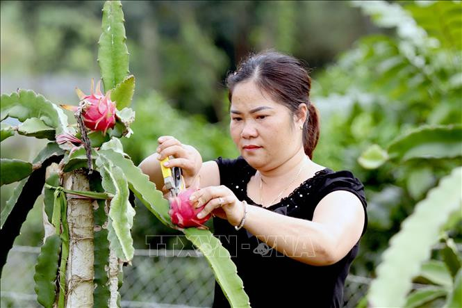 Với mức giá trung bình khoảng 20.000 đồng/kg, sản lượng đạt từ 25-30 tấn quả/ha/năm, mỗi ha thanh long cho thu hàng trăm triệu đồng. Ảnh: Quang Quyết-TTXVN