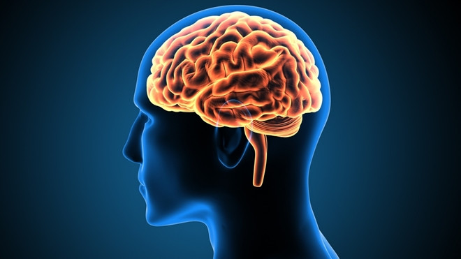 Khám phá bí mật bộ não con người với "World of Mind"
