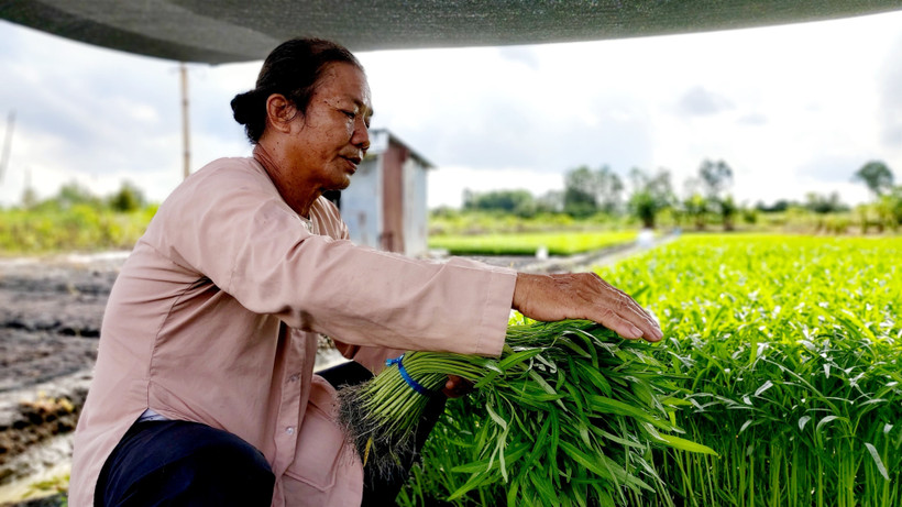 Nông dân Nguyễn Văn Bi, phường Thới An, quận Ô Môn, người làm giàu từ trồng cây rau muống. Ảnh: Thu Hiền – TTXVN