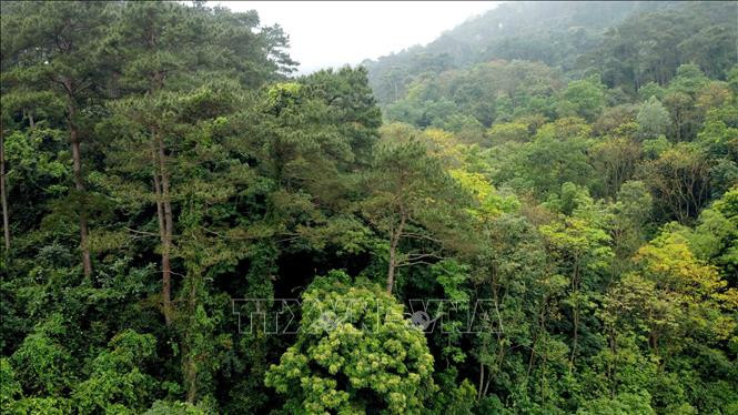Mưa trên diện rộng khắc phục tình trạng khô hạn và cháy rừng ở Vĩnh Phúc