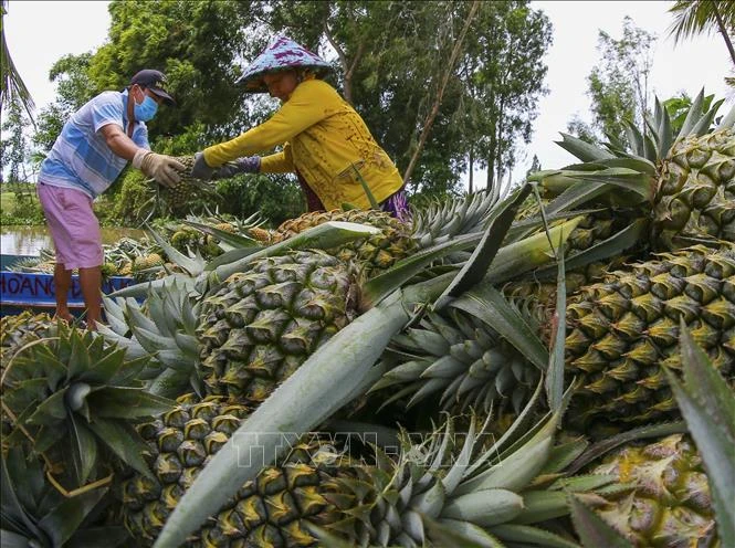 Thu hoạch dứa đem đi tiêu thụ trong mùa dịch tại thành phố Vị Thanh, Hậu Giang. Ảnh: Duy Khương - TTXVN